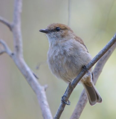 Dusky Robin