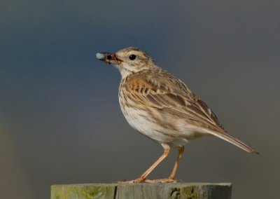 Australasian Pipit