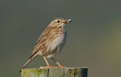 Australasian Pipit