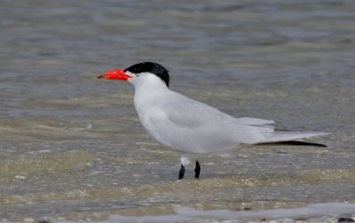 Caspian Tern