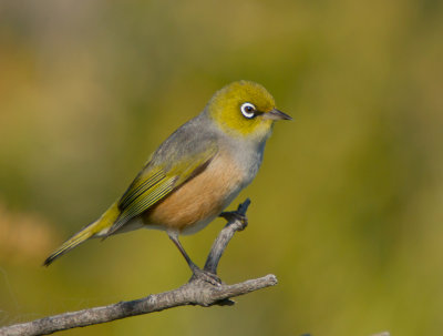 Silvereye