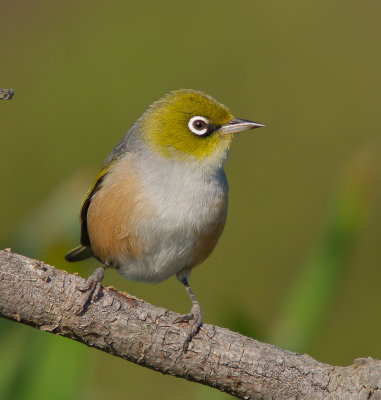 Silvereye