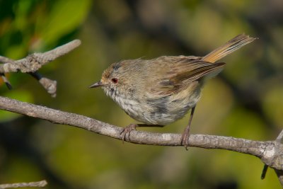 Brown Thornbill (in moult)