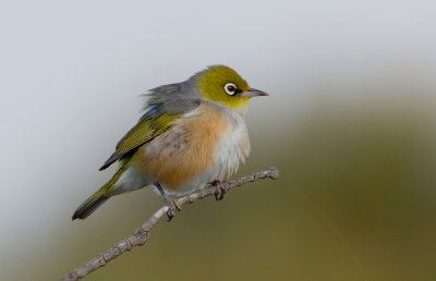Silvereye