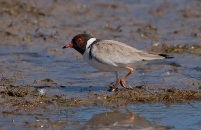 Hooded Plover