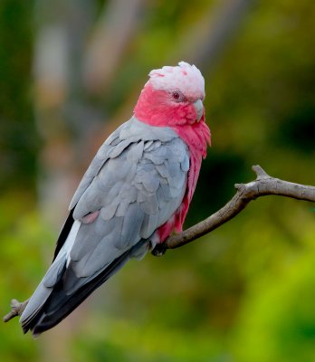 Galah