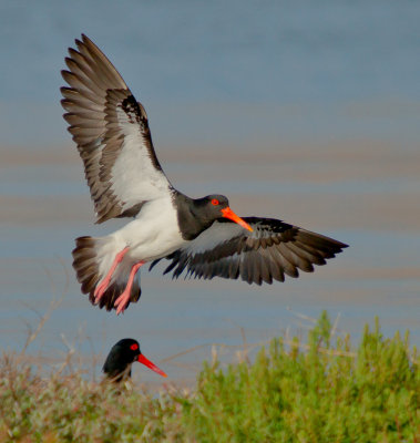 Pied Oystercatcher