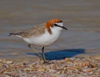 Red-capped Plover