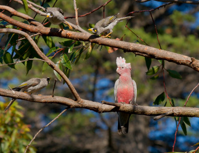 Galah (mobbed by Noisy Miners)