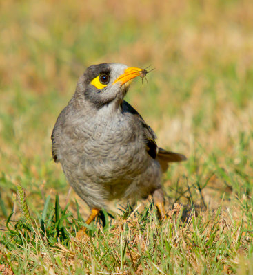 Noisy Miner (with spider)