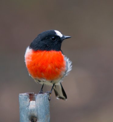 Scarlet Robin