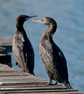 Little Black Cormorant