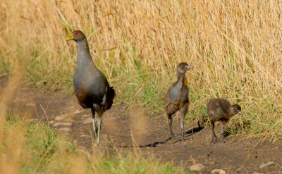 Tasmanian Native Hen (and young)