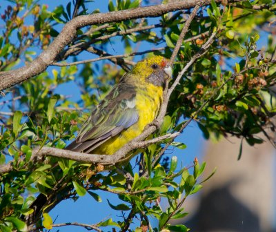 Green Rosella (in moult)