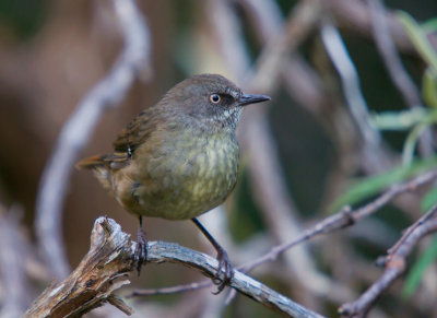 Tasmanian Scrubwren