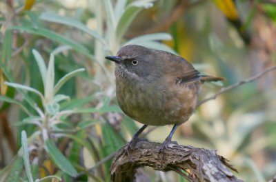 Tasmanian Scrubwren