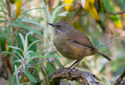 Tasmanian Scrubwren