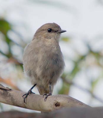 Dusky Robin