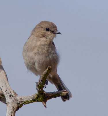 Dusky Robin