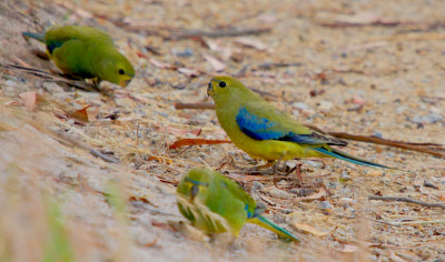 Blue-winged Parrot