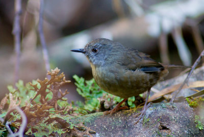 Tasmanian Scrubwren