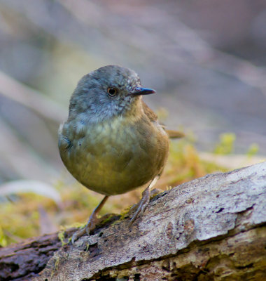 Tasmanian Scrubwren