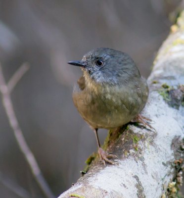 Tasmanian Scrubwren