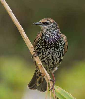 Common Starling (immature)