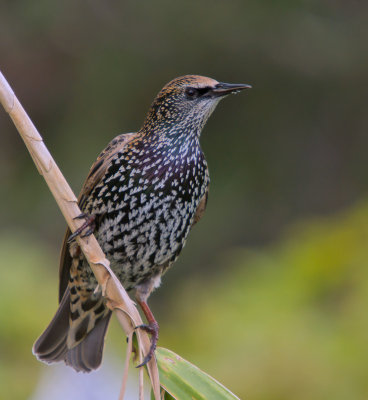 Common Starling (immature)