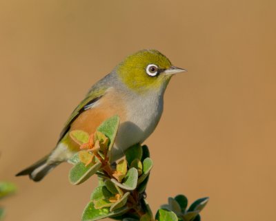 Silvereye