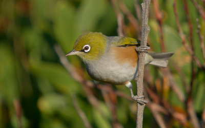 Silvereye