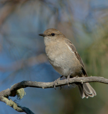 Dusky Robin