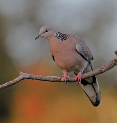 Spotted Turtle-Dove