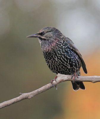 Common Starling