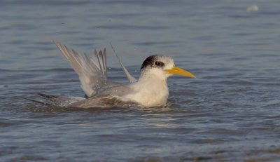 Crested Tern (washing)