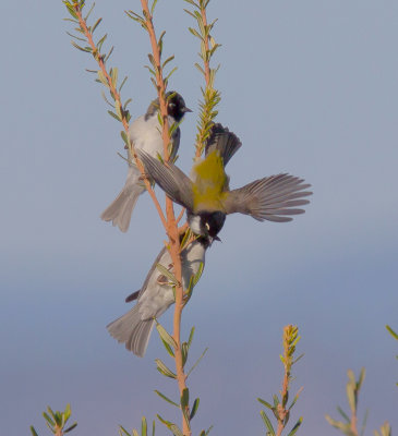 Black-headed Honeyeater