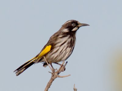 New Holland Honeyeater (immature)