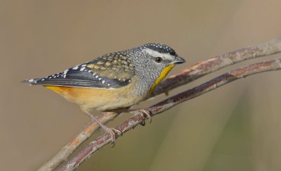 Spotted Pardalote