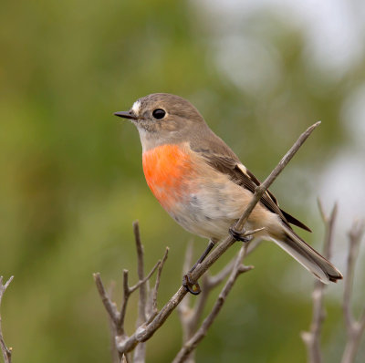 Scarlet Robin