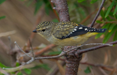 Spotted Pardalote (female)