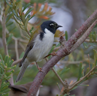 Black-headed Honeyeater