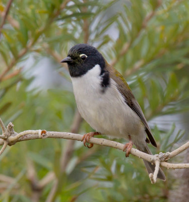 Black-headed Honeyeater