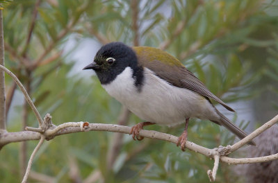 Black-headed Honeyeater