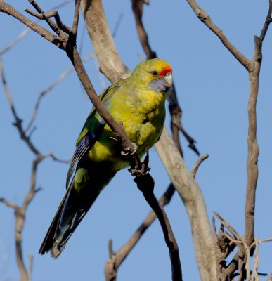 Green Rosella