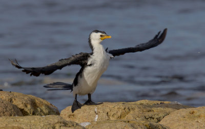 Little Pied Cormorant (wing drying)