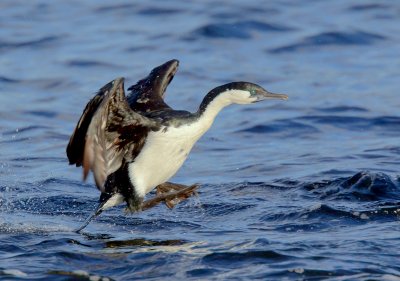 Black-faced Cormorant