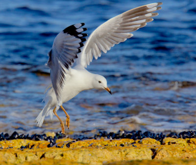 Silver Gull