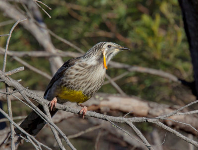 Yellow Wattlebird