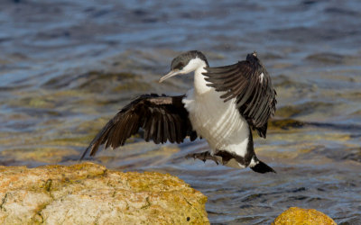 Black-faced Cormorant