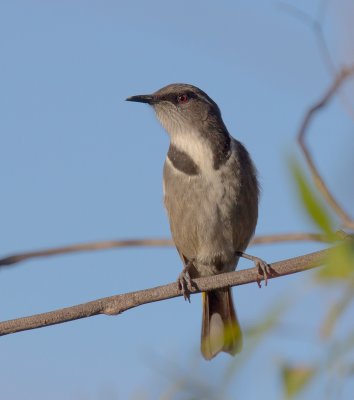 Crescent Honeyeater